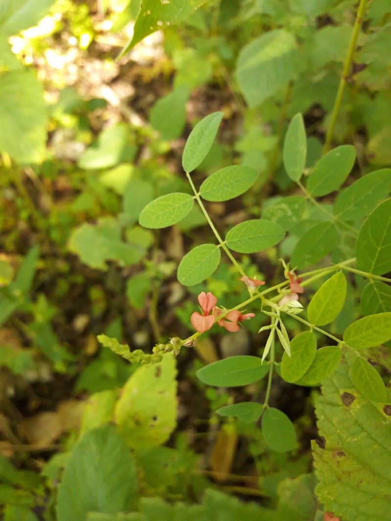 Indigofera blanchetiana