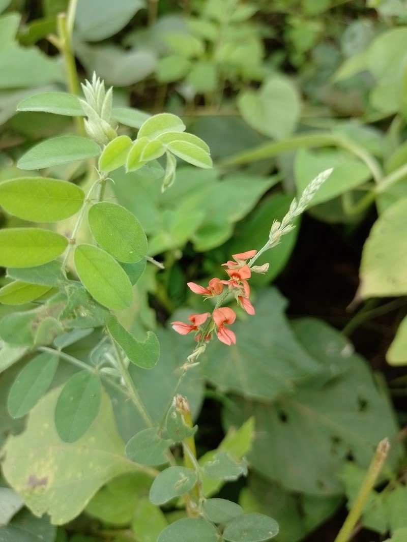 Indigofera blanchetiana photo 2