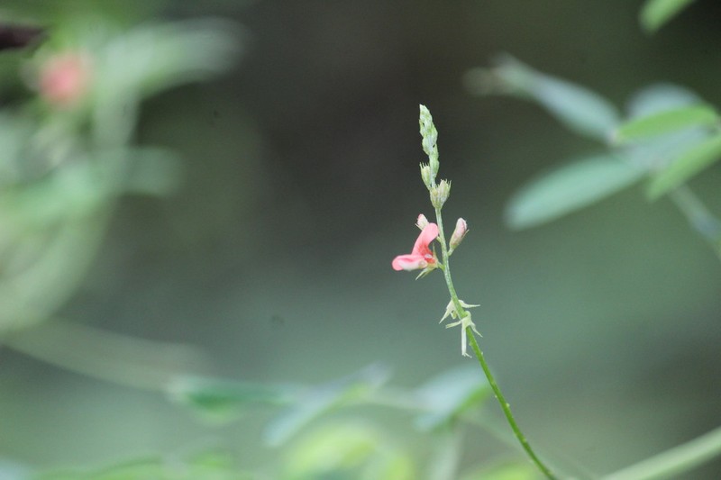 Indigofera blanchetiana photo 3
