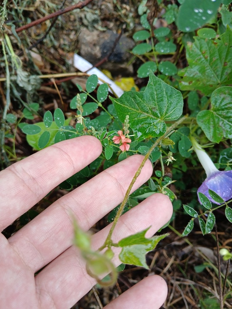 Indigofera blanchetiana photo 4