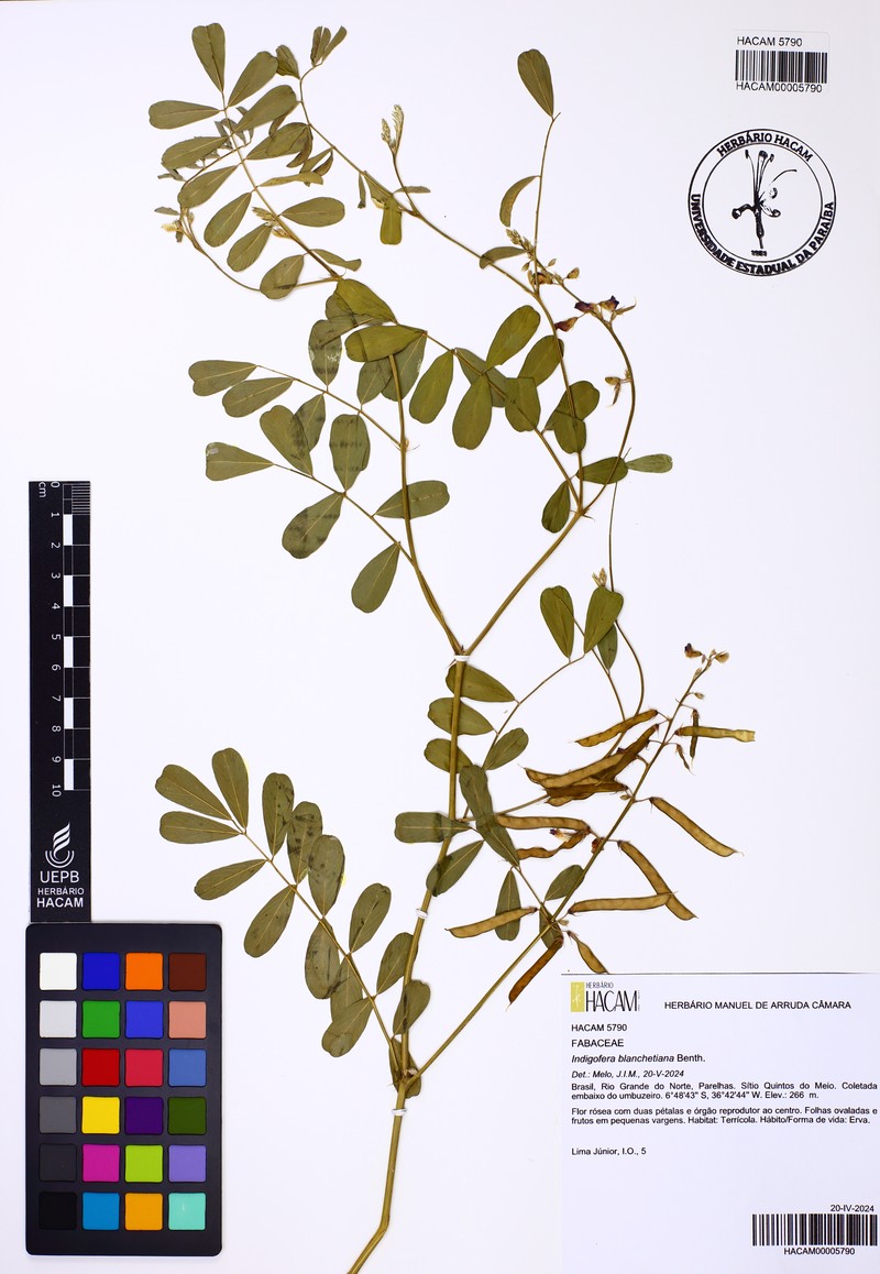 Indigofera blanchetiana photo 6