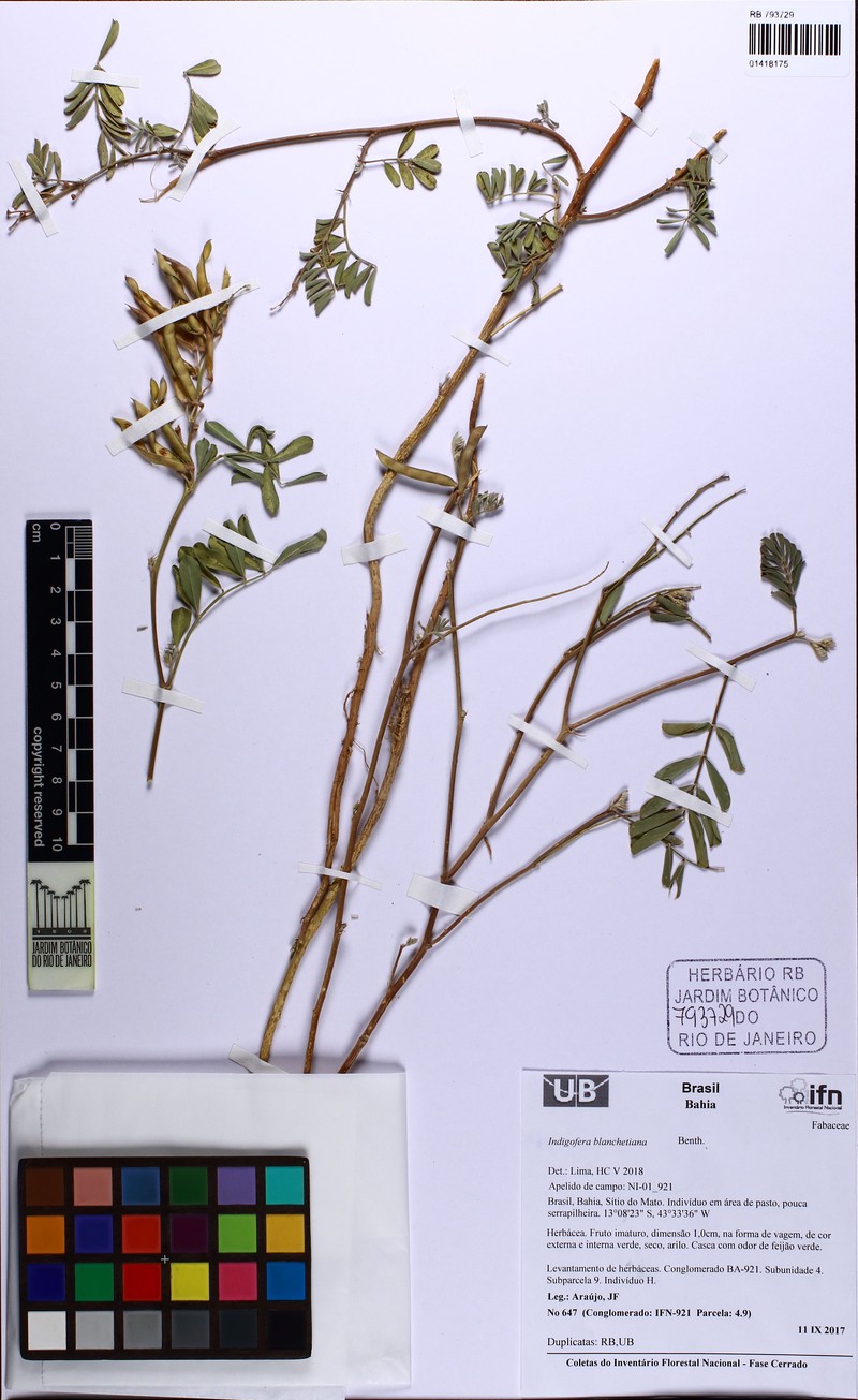 Indigofera blanchetiana photo 7