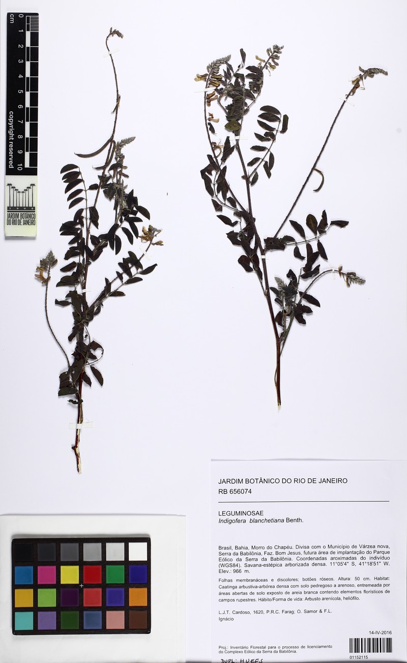 Indigofera blanchetiana photo 8