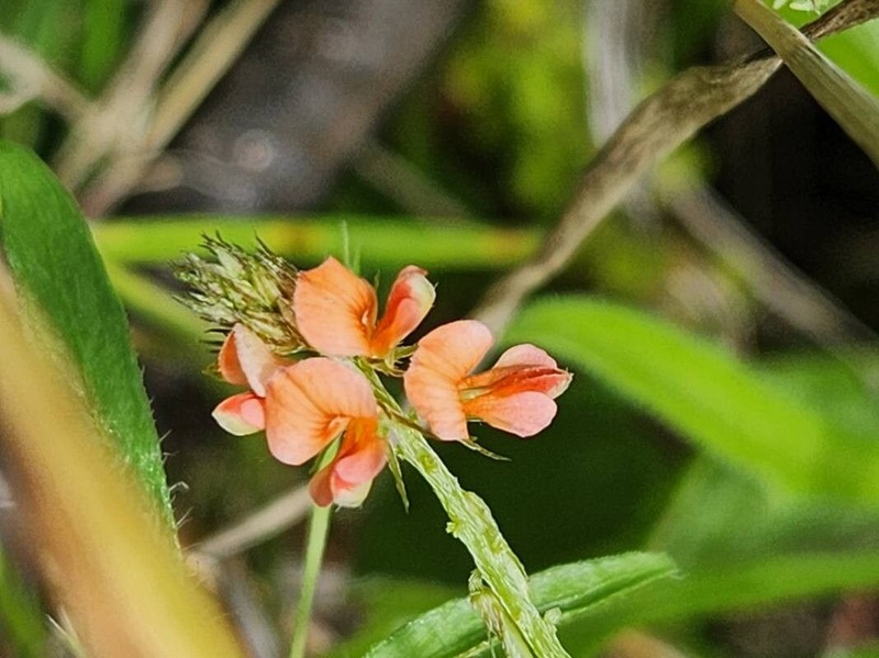 Indigofera bogdanii