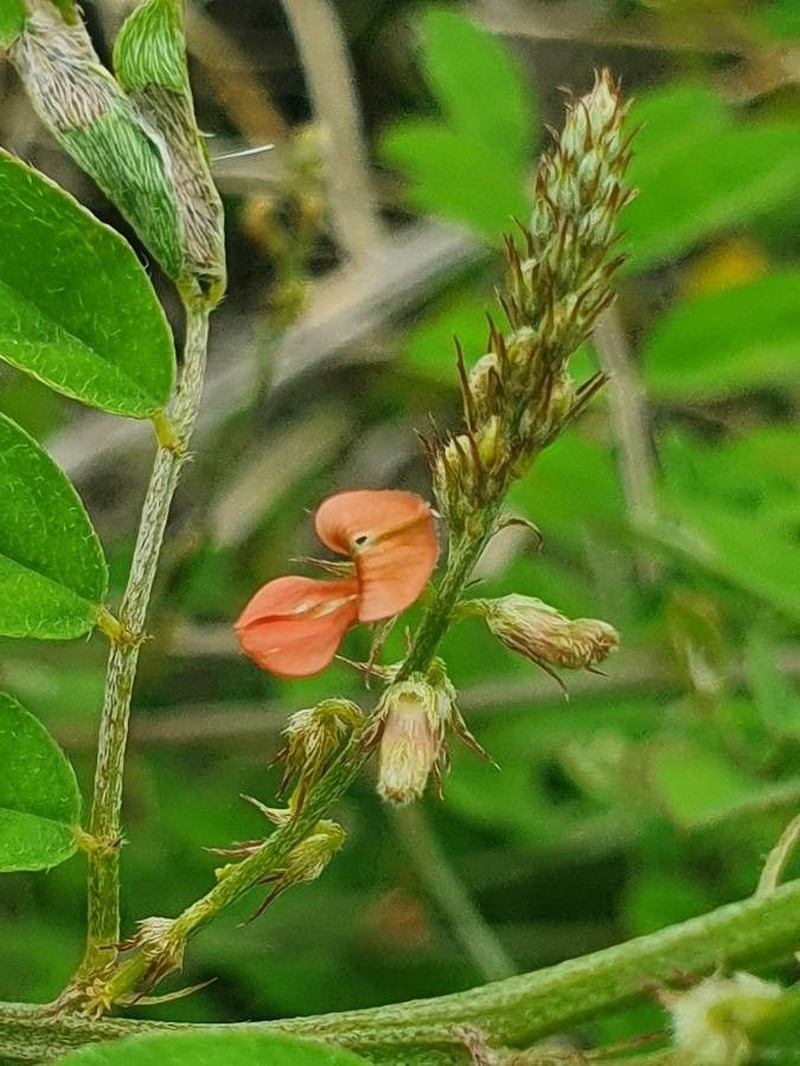 Indigofera bogdanii photo 2