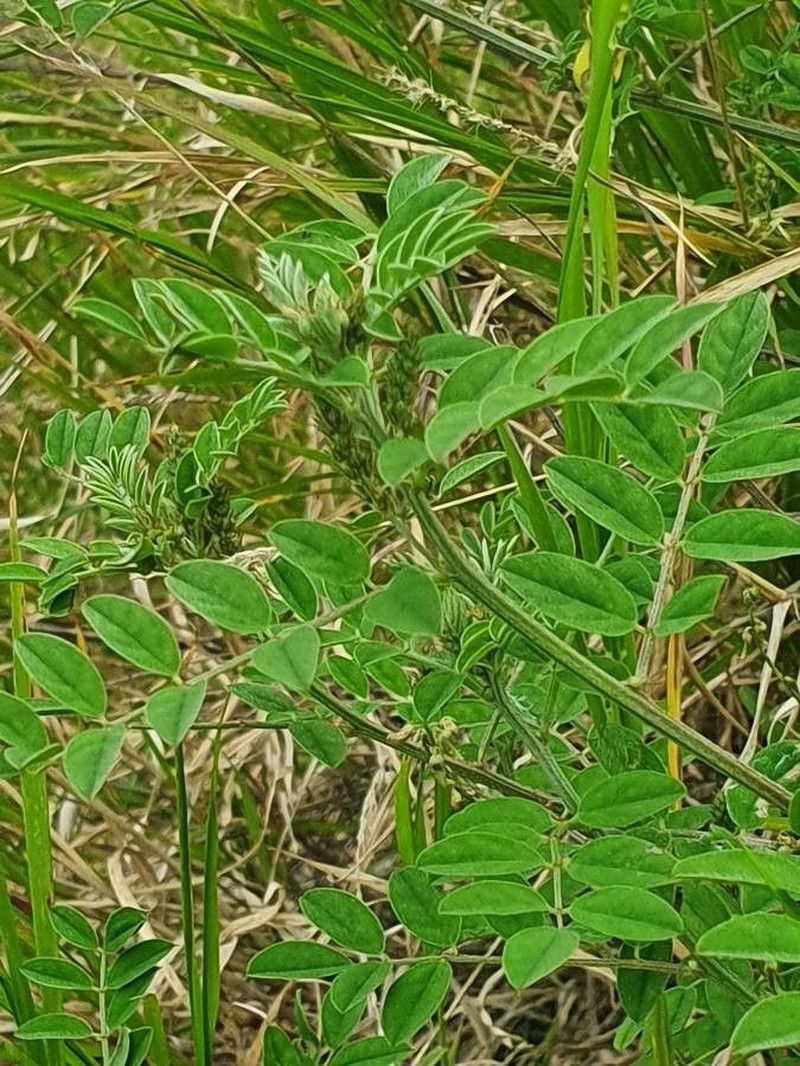 Indigofera bogdanii photo 3