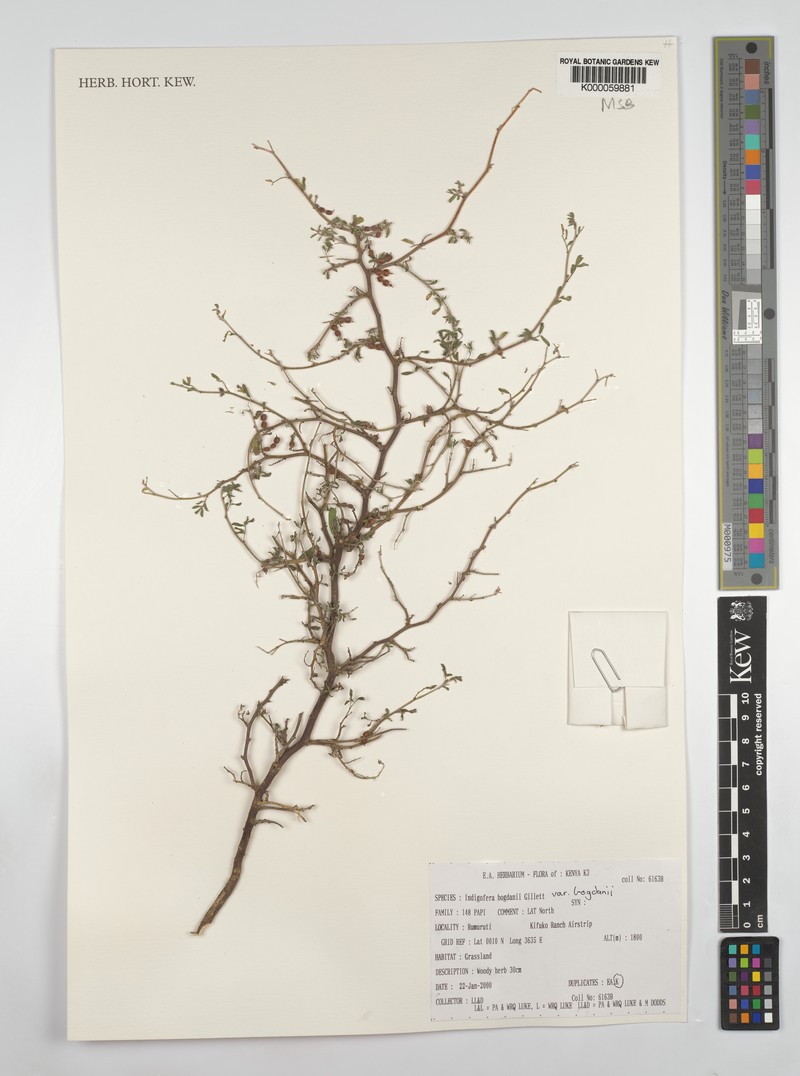 Indigofera bogdanii photo 4