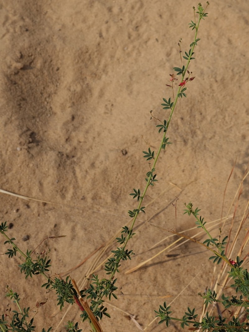 Indigofera bojeri