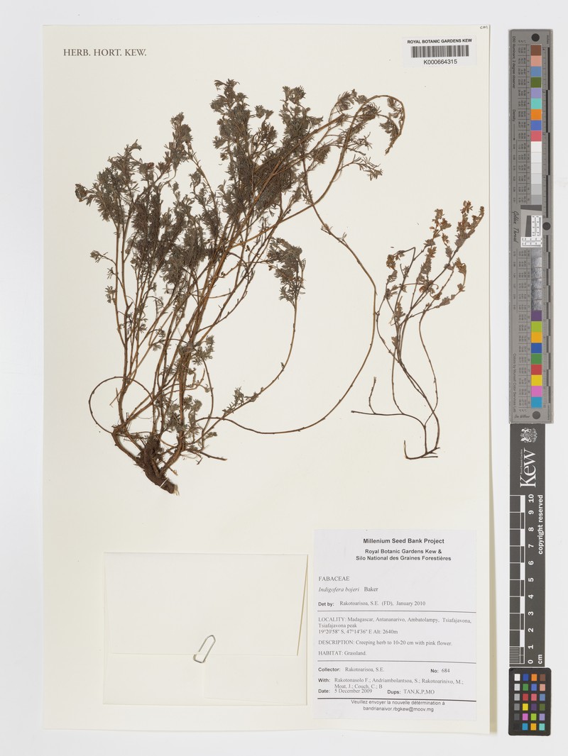 Indigofera bojeri photo 3