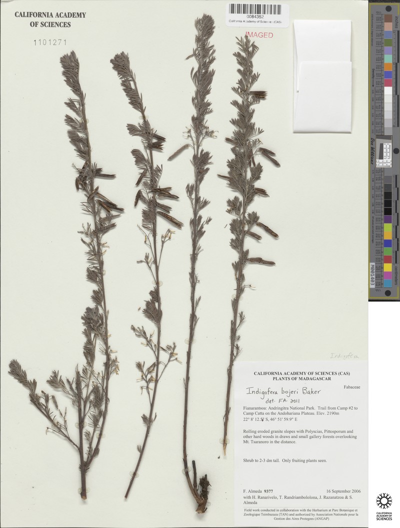 Indigofera bojeri photo 4