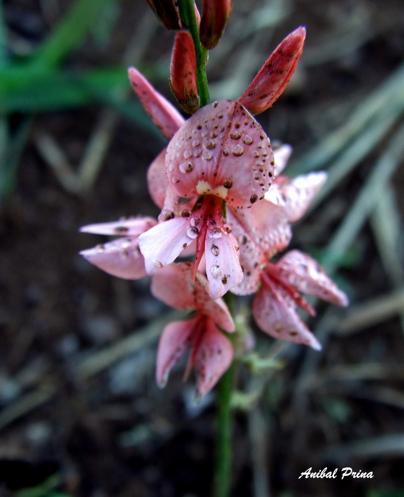 Indigofera bongardiana