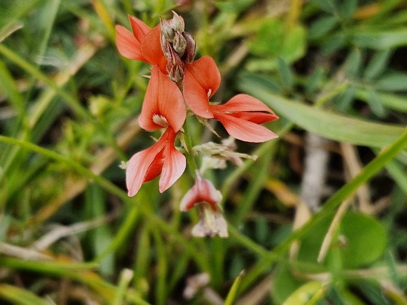 Indigofera bongardiana photo 2