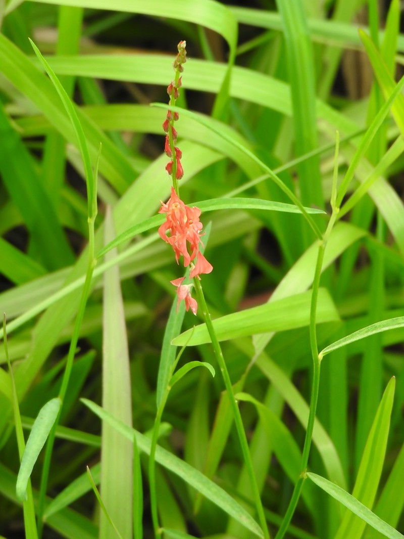 Indigofera bongardiana photo 3
