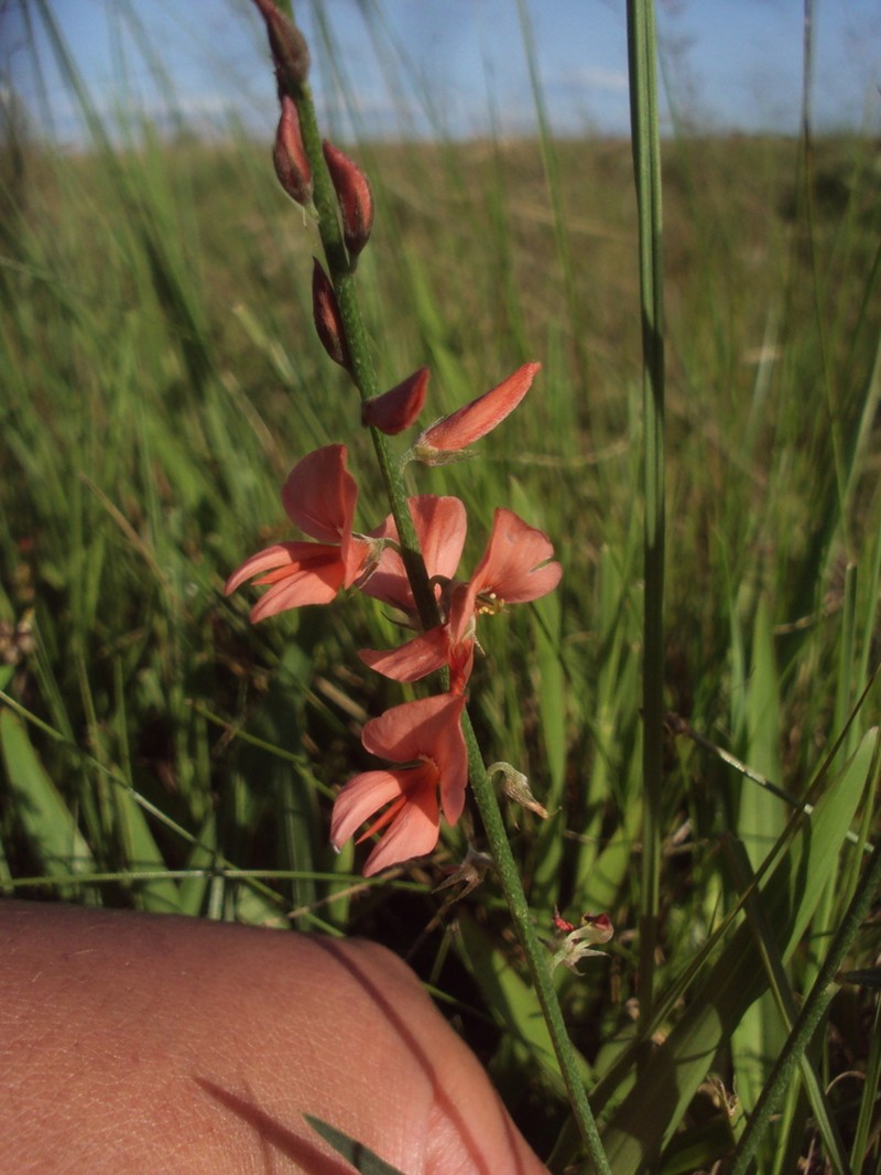 Indigofera bongardiana photo 5