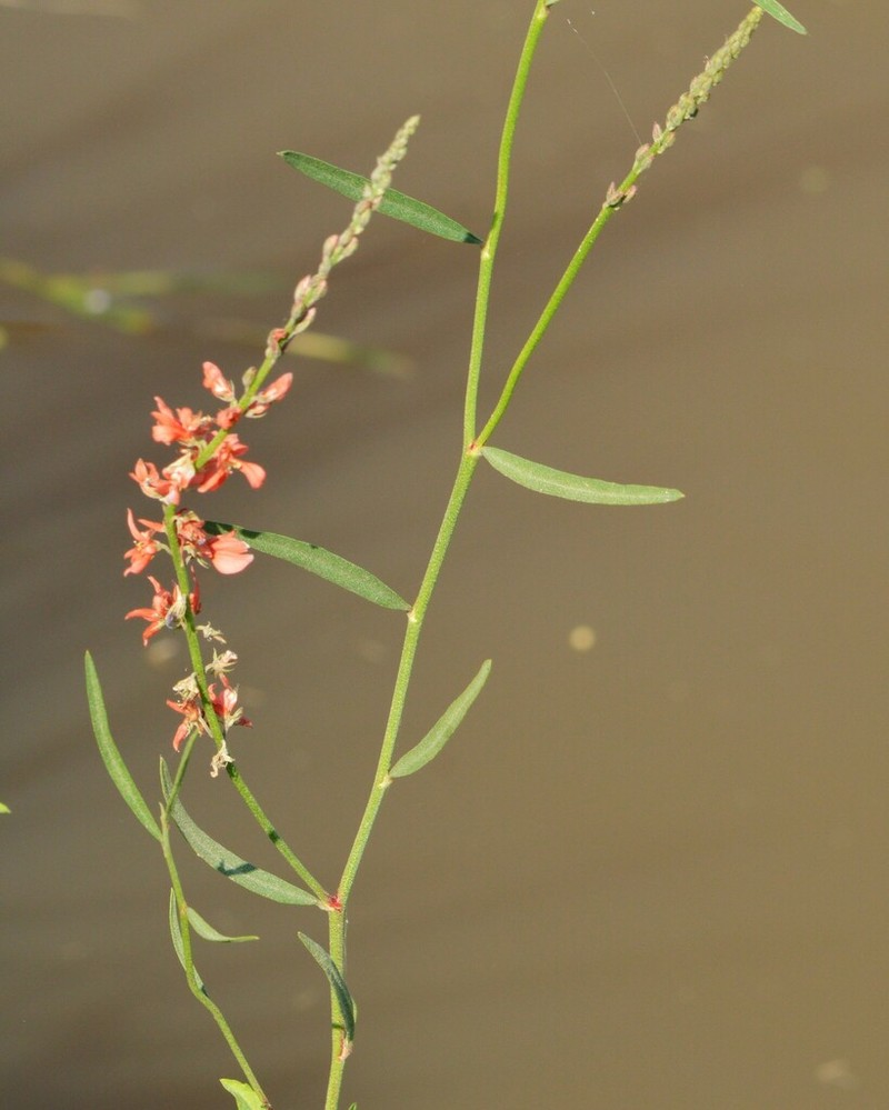 Indigofera bongardiana photo 6