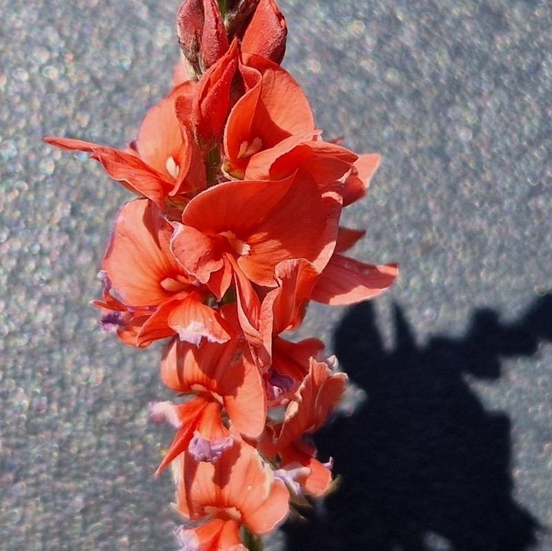 Indigofera bongardiana photo 7