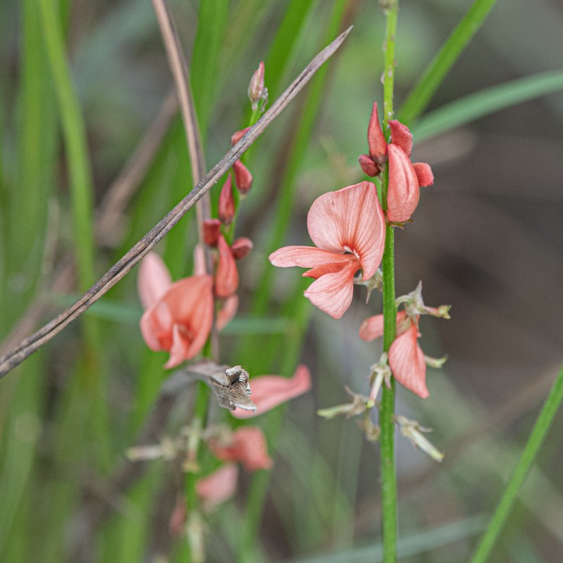 Indigofera bongardiana photo 8