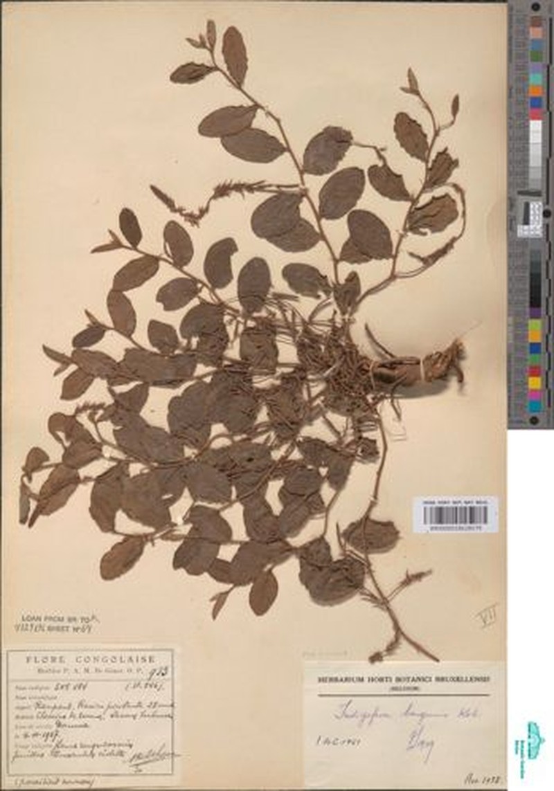 Indigofera bongensis