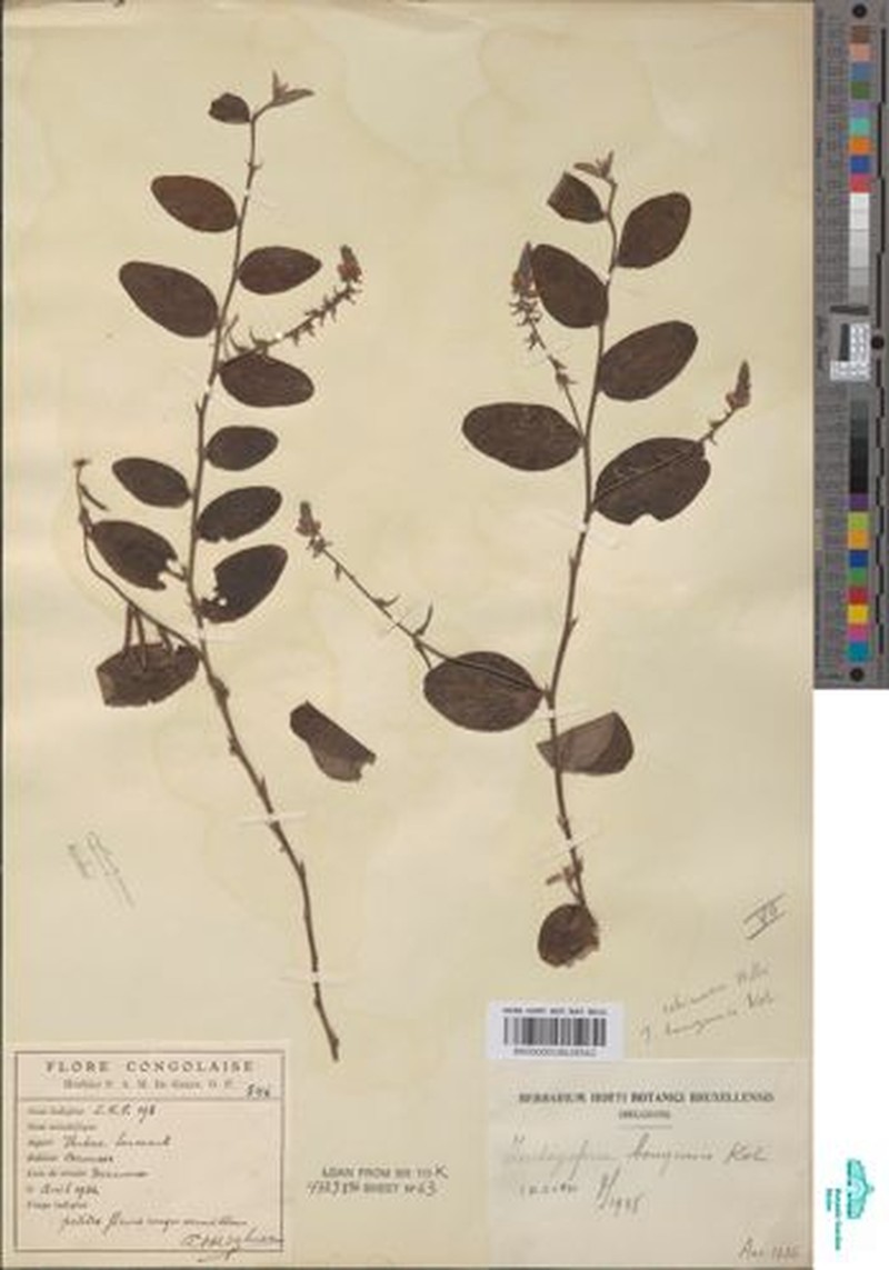 Indigofera bongensis photo 2