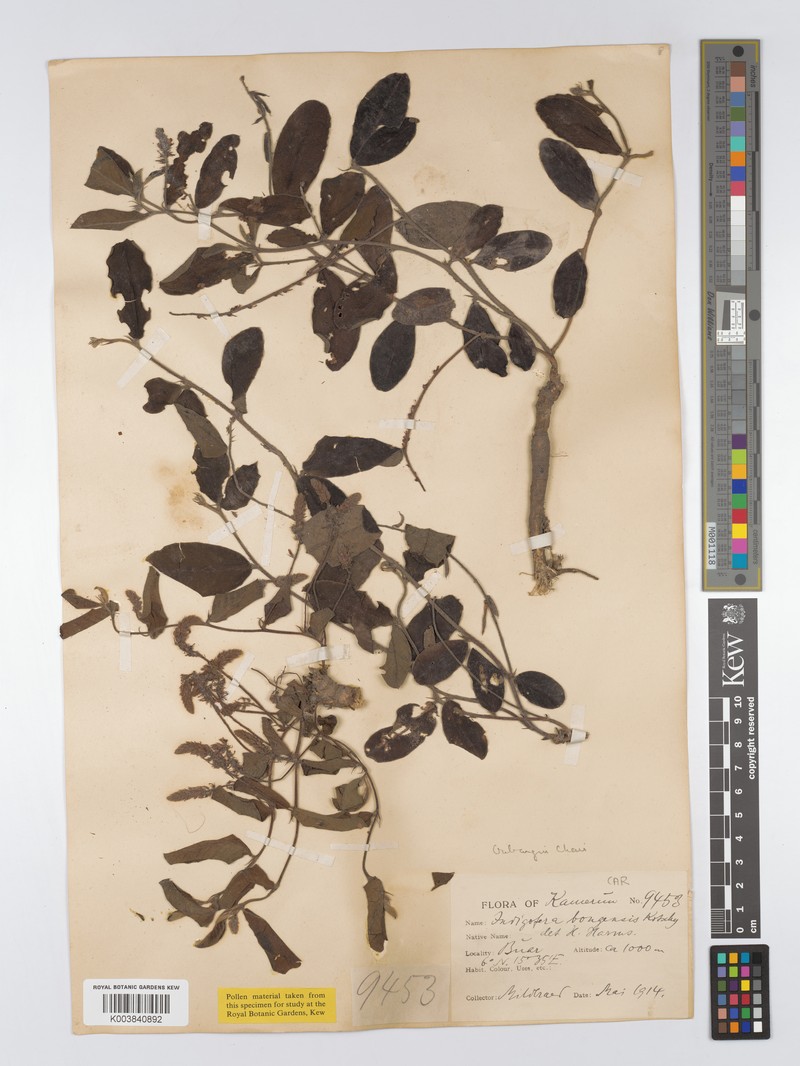 Indigofera bongensis photo 3