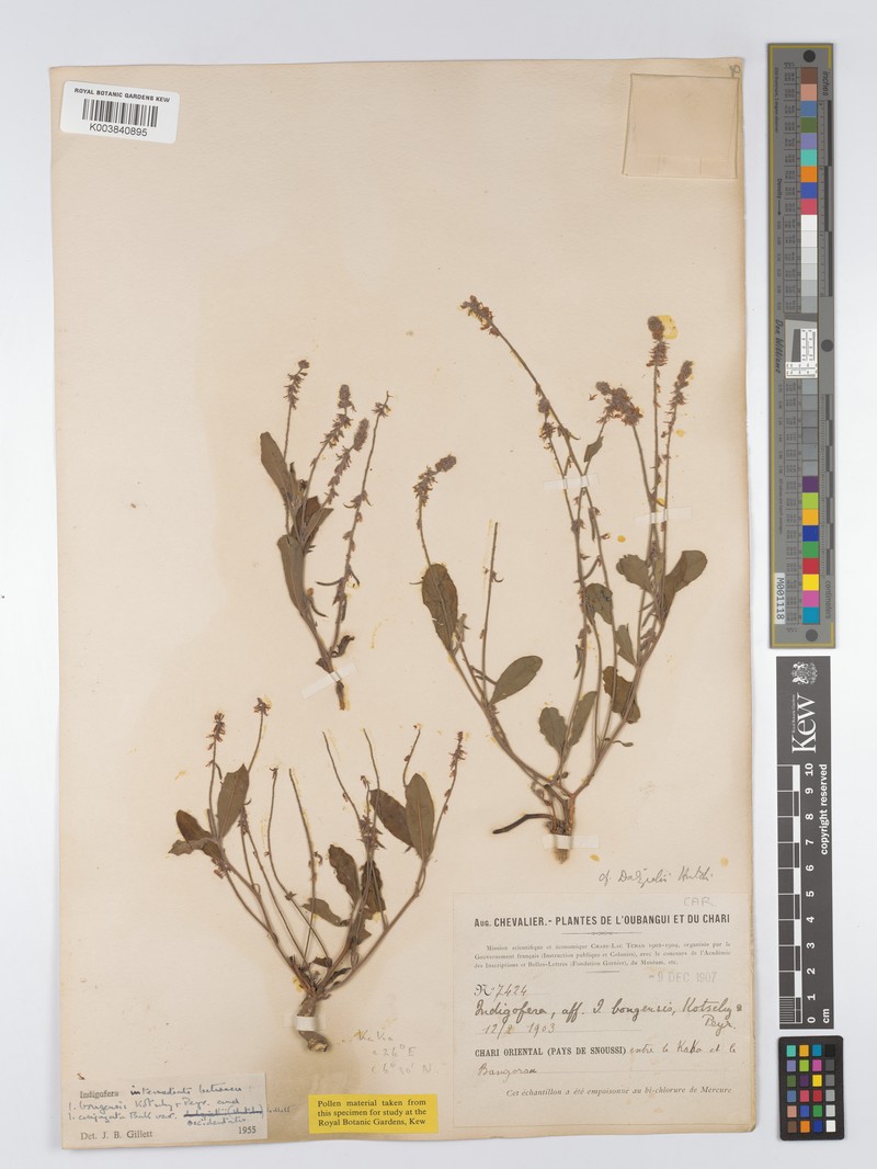 Indigofera bongensis photo 4
