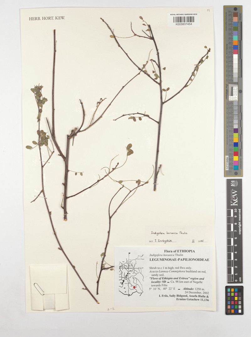 Indigofera boranica