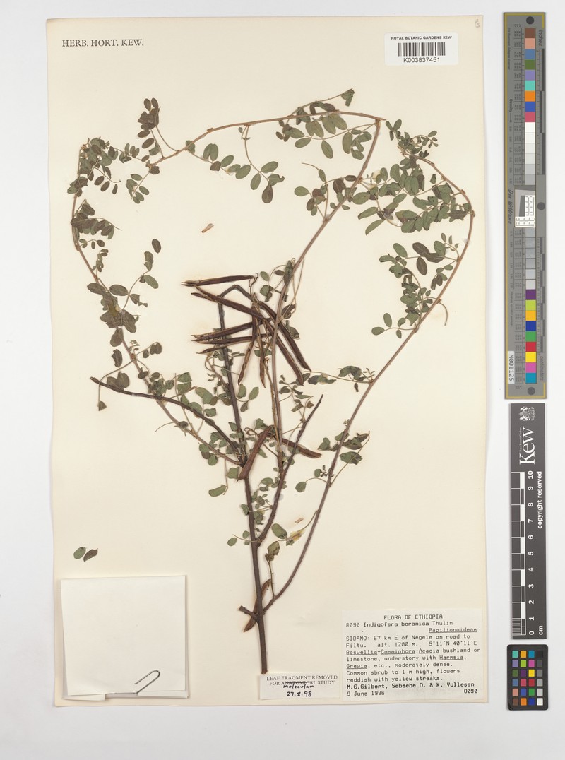 Indigofera boranica photo 2