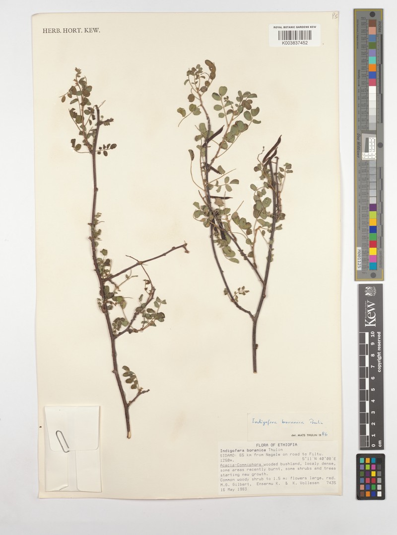 Indigofera boranica photo 3