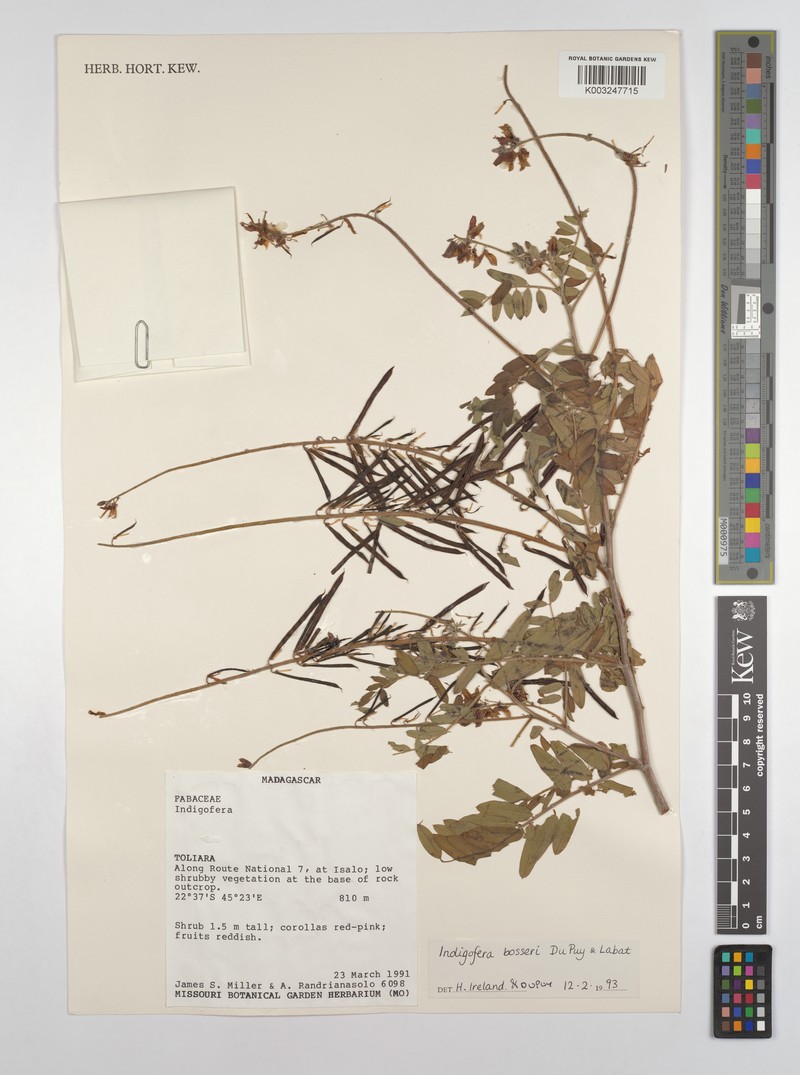 Indigofera bosseri