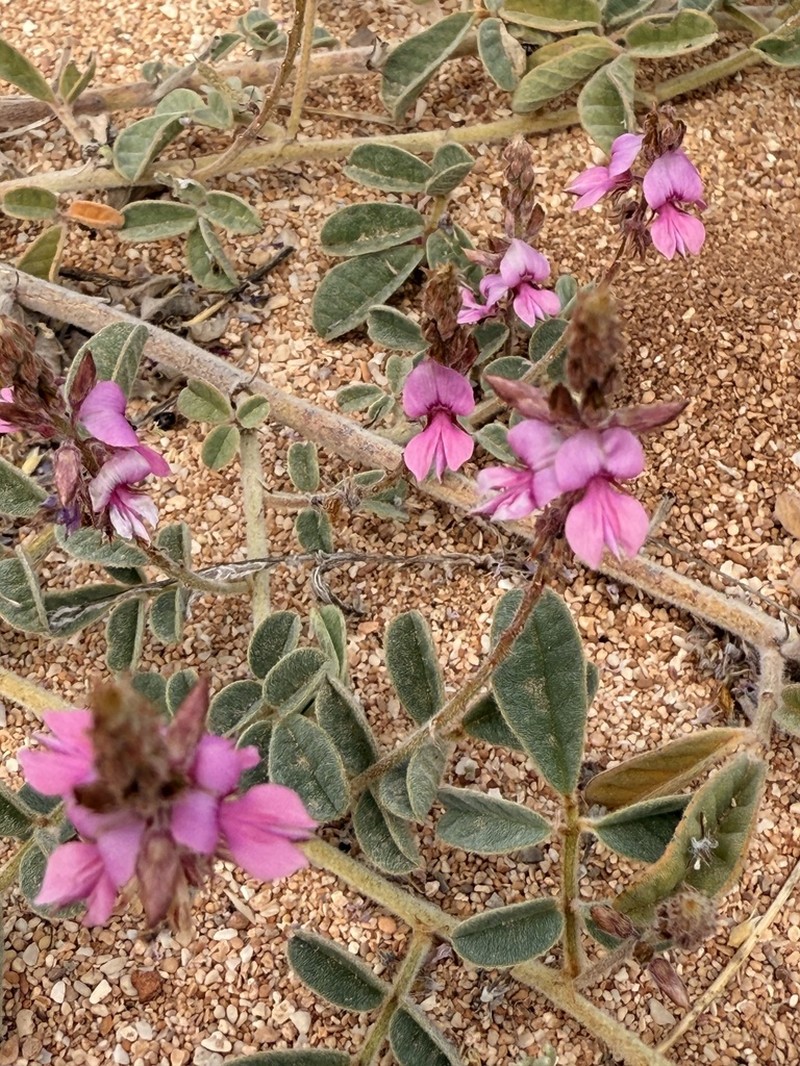 Indigofera boviperda