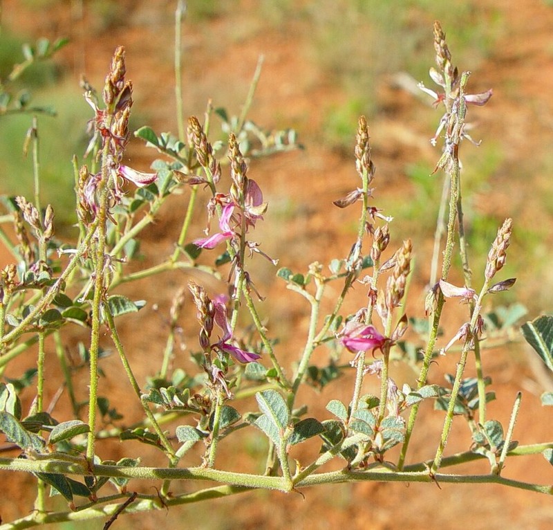 Indigofera boviperda photo 2