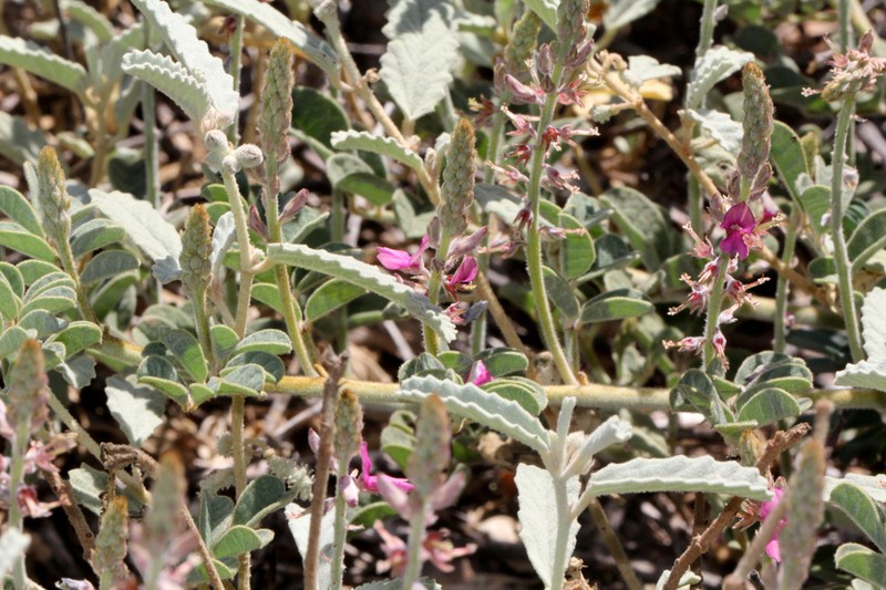 Indigofera boviperda photo 3
