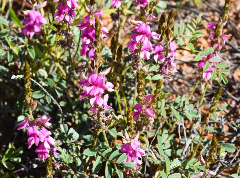Indigofera boviperda photo 4
