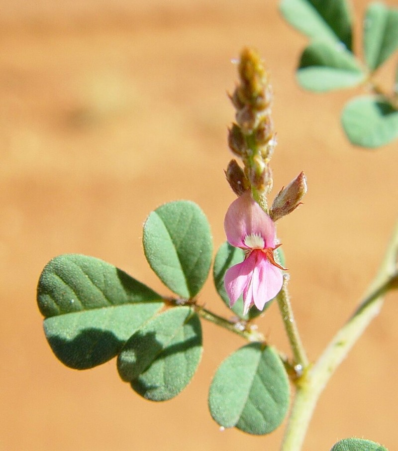 Indigofera boviperda photo 5