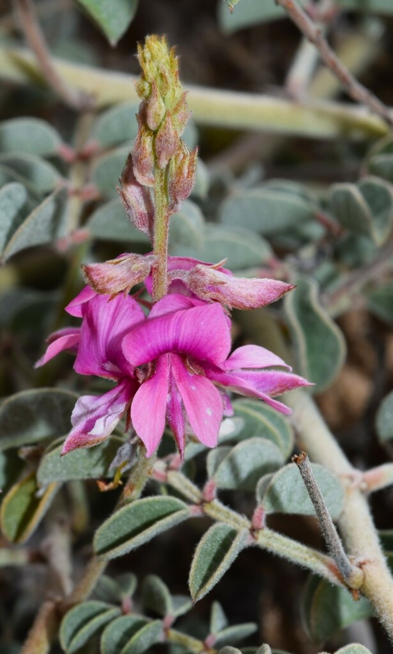 Indigofera boviperda photo 6