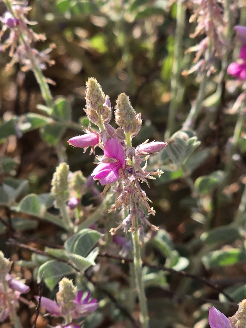 Indigofera boviperda photo 7