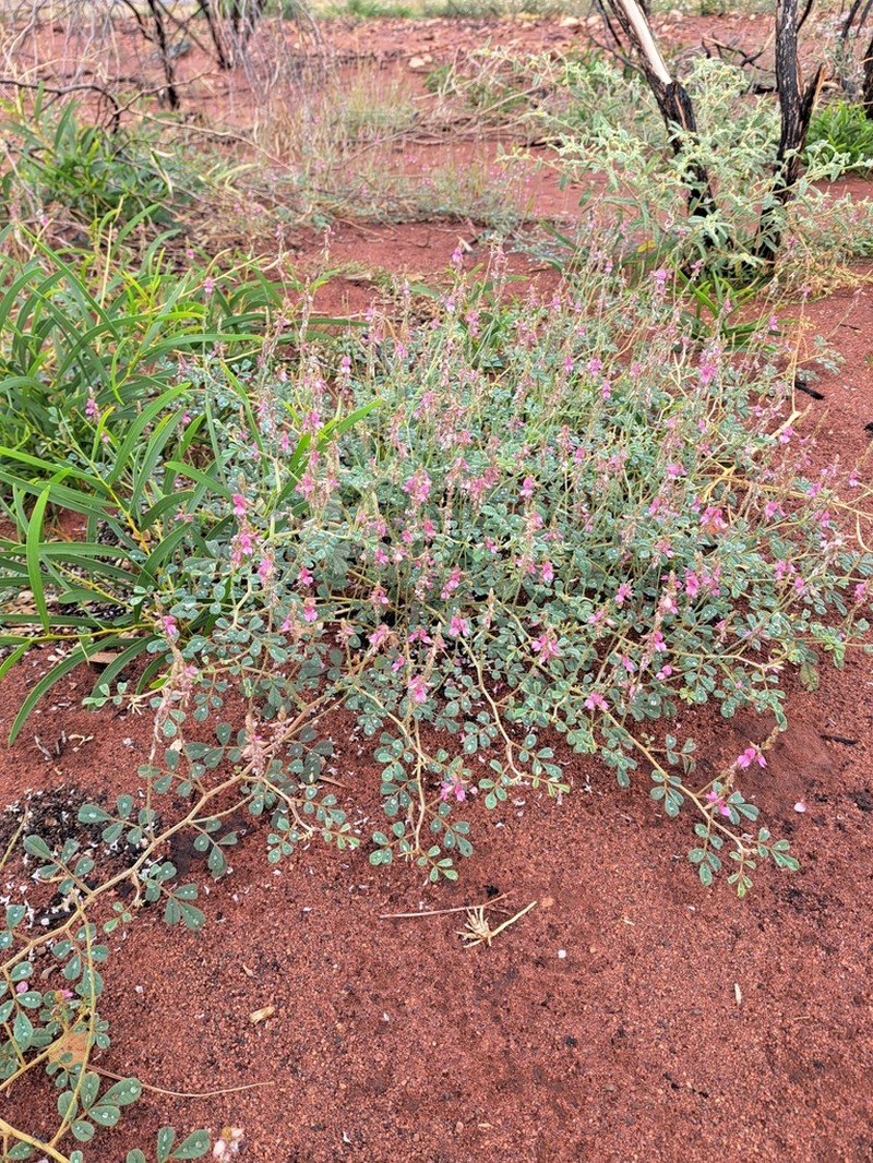 Indigofera boviperda photo 8