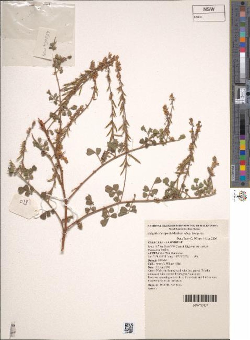 Indigofera boviperda subsp. boviperda