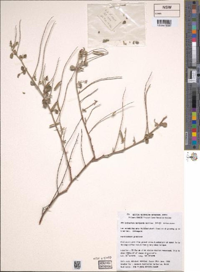 Indigofera boviperda subsp. eremaea