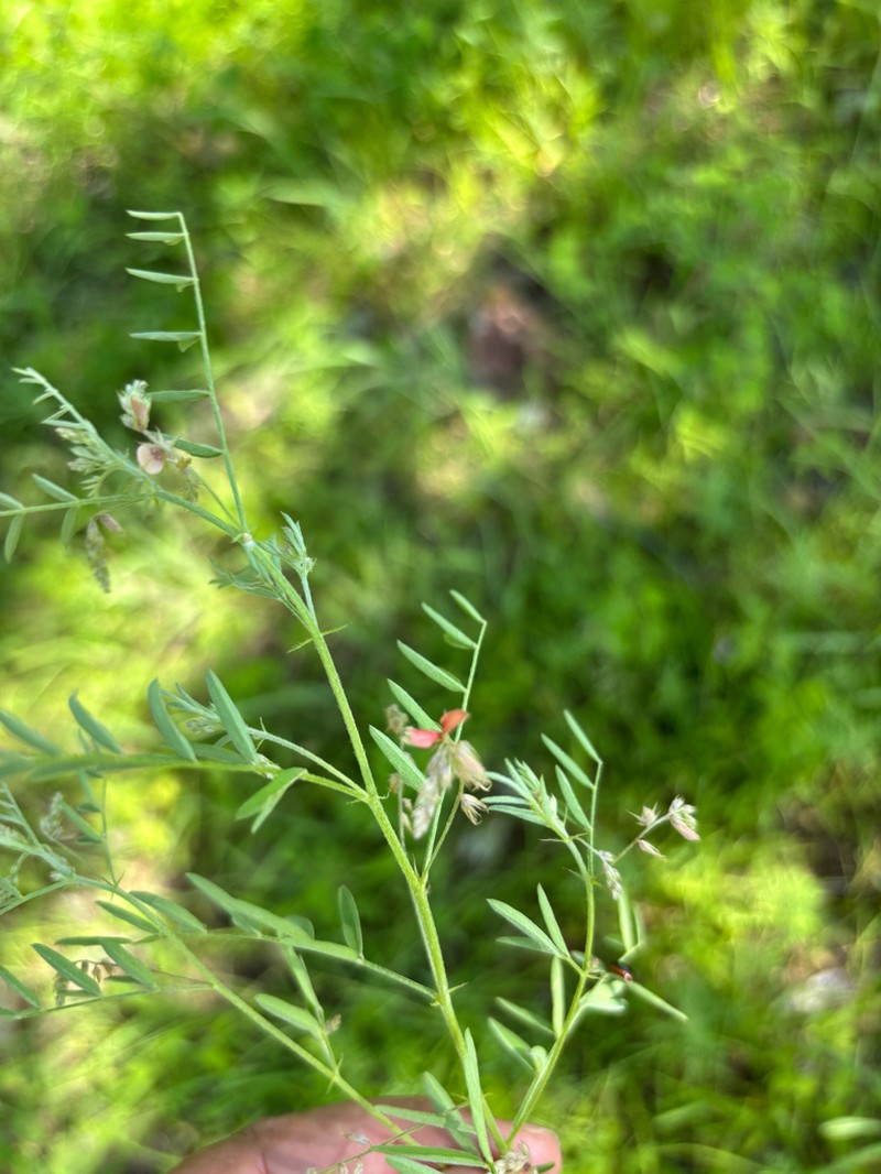 Indigofera brachynema