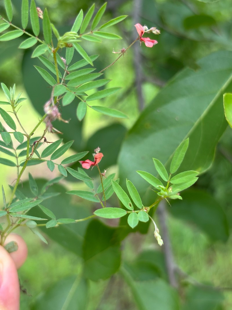 Indigofera brachynema photo 2