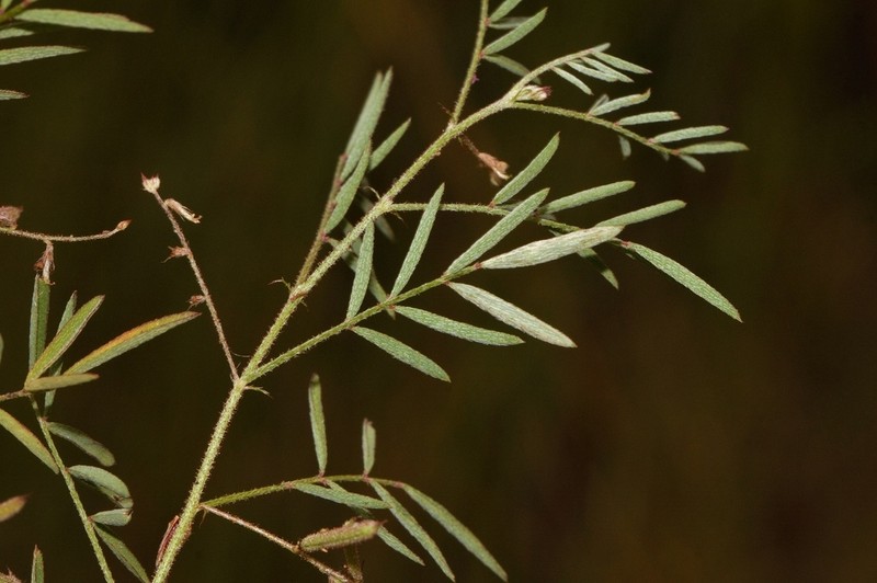 Indigofera brachynema photo 3