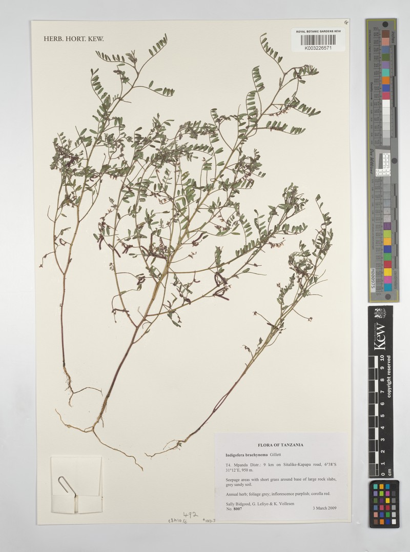 Indigofera brachynema photo 5