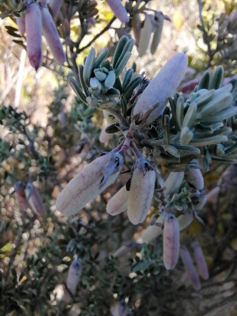 Indigofera brachystachya