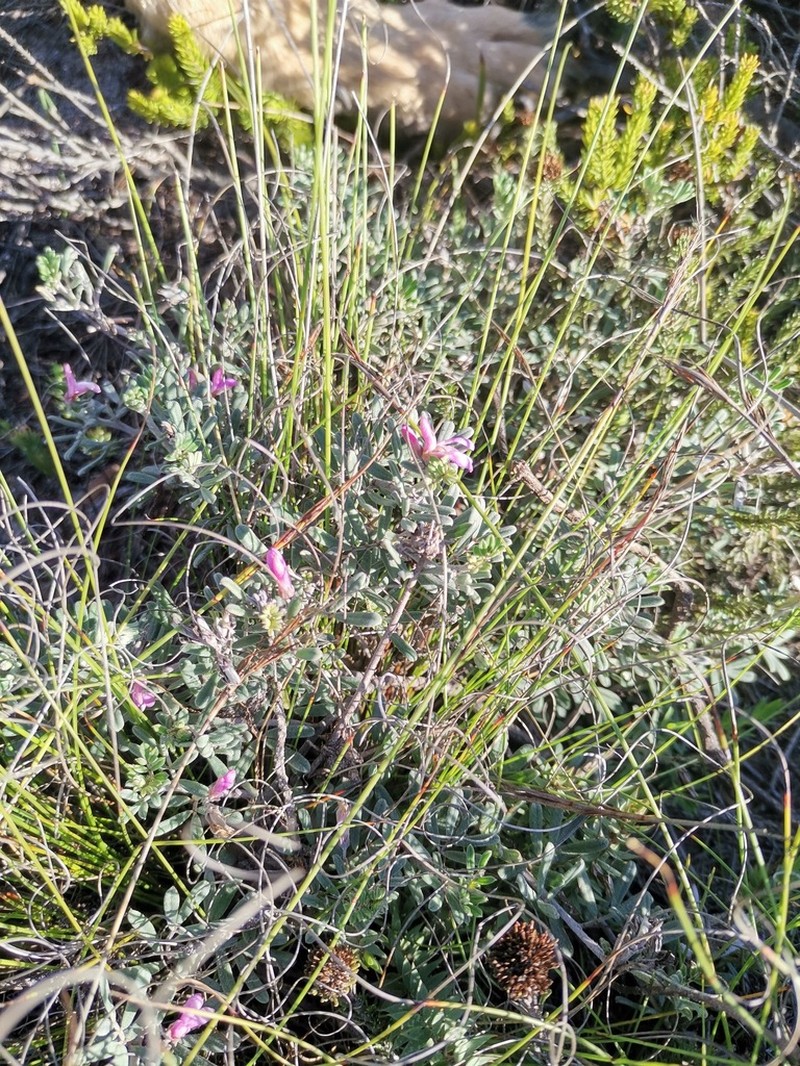Indigofera brachystachya photo 2