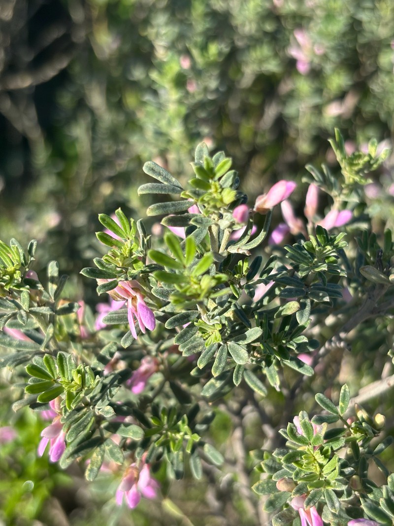 Indigofera brachystachya photo 3