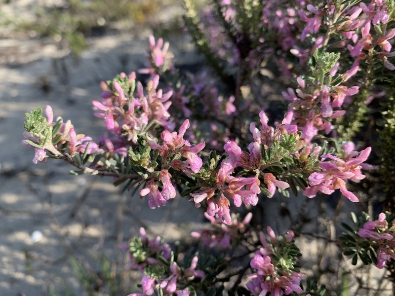 Indigofera brachystachya photo 5
