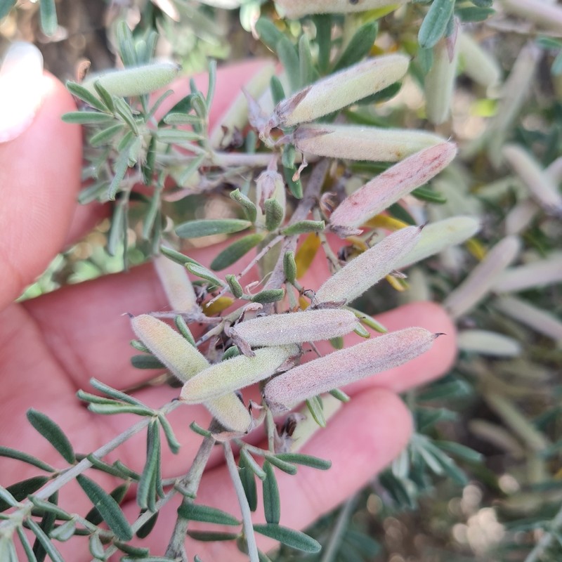 Indigofera brachystachya photo 6