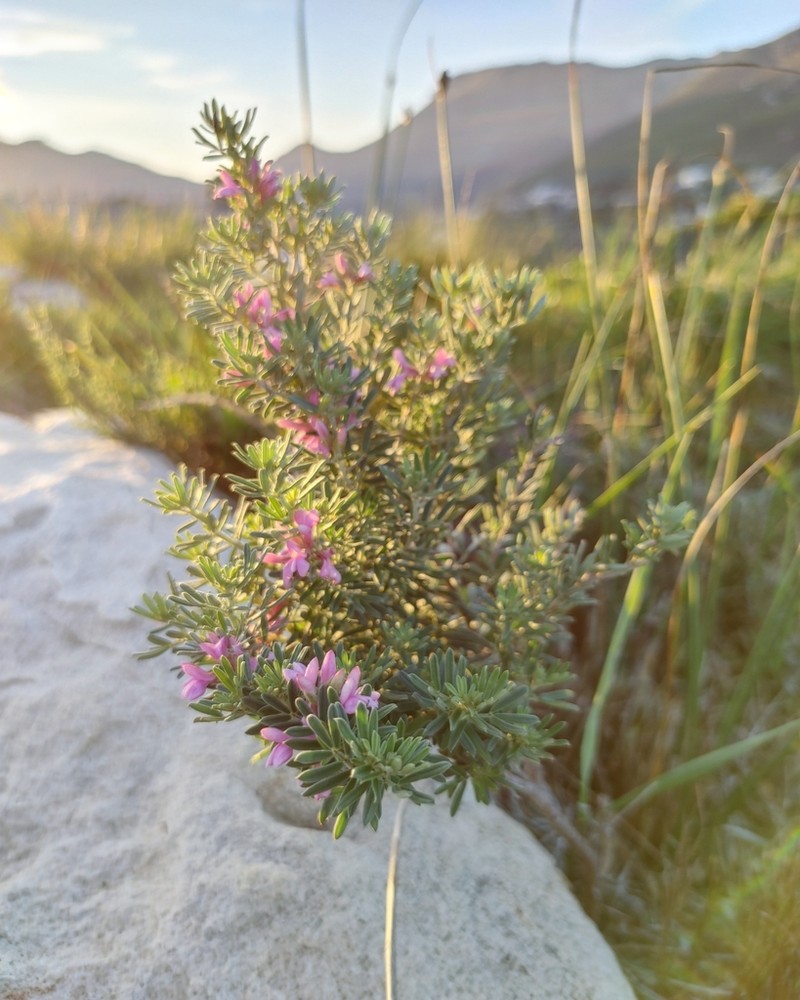 Indigofera brachystachya photo 7