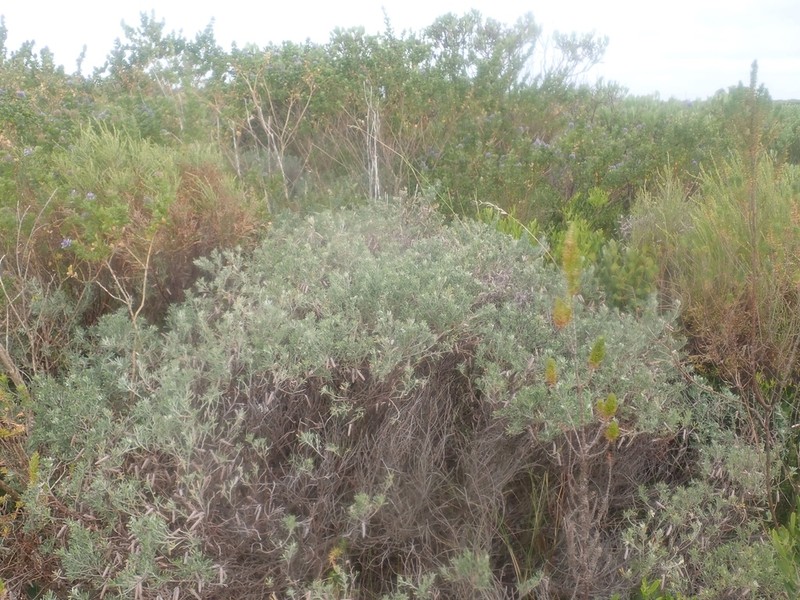 Indigofera brachystachya photo 8